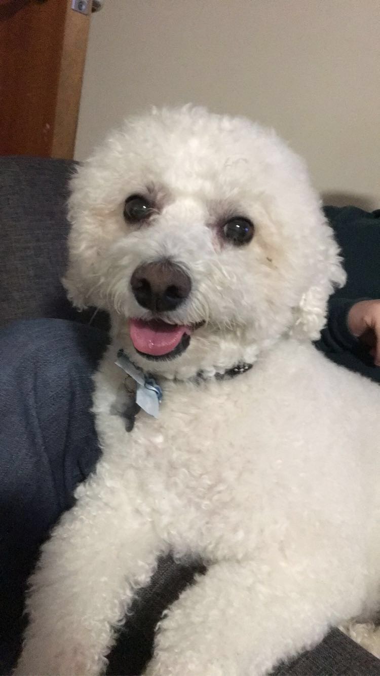 Photo of Clum's late dog, Billy, a white Bichon Frise, laying down and looking at the camera cutely.
