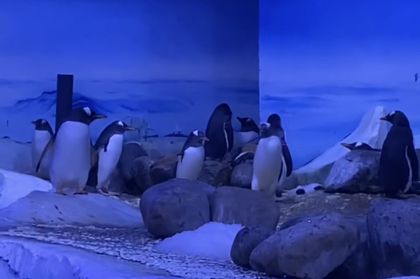 Photo of penguins taken at SeaLife in London.