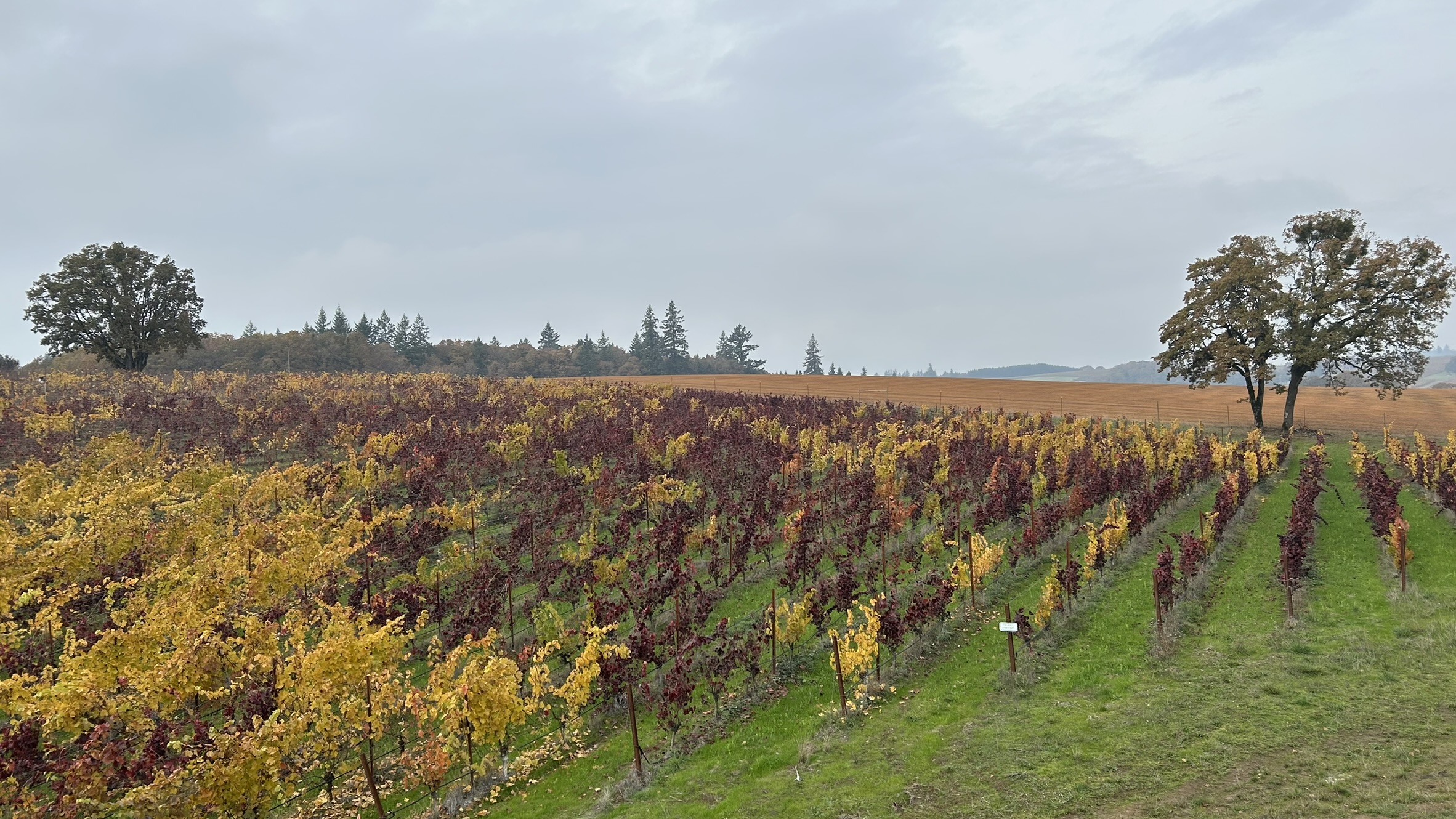 Picture taken at Black Dog Vineyard in Oregon.